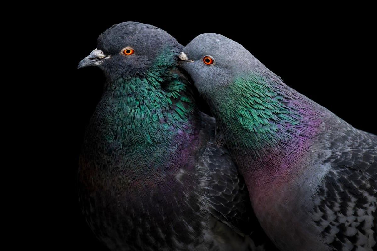 Portrait of Two Rock Pigeons