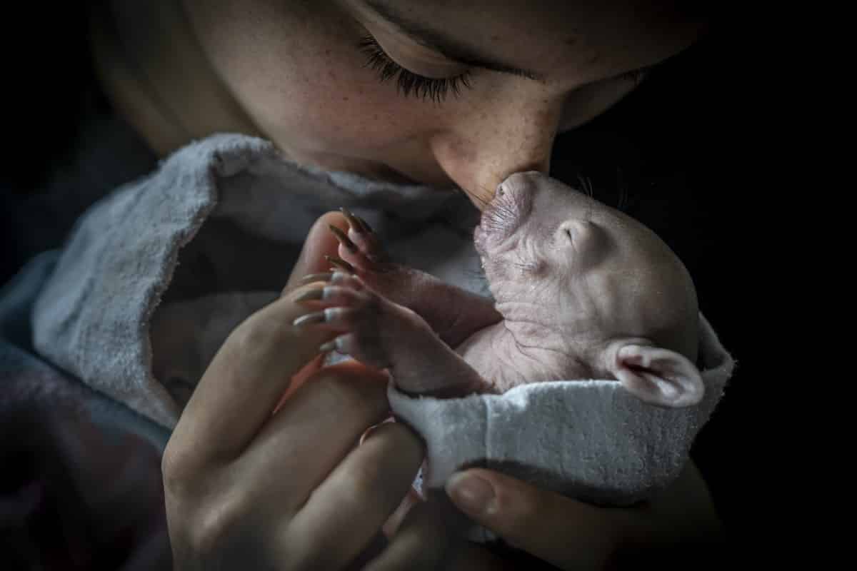 Veterinarian snuggling a baby bare-nosed wombat