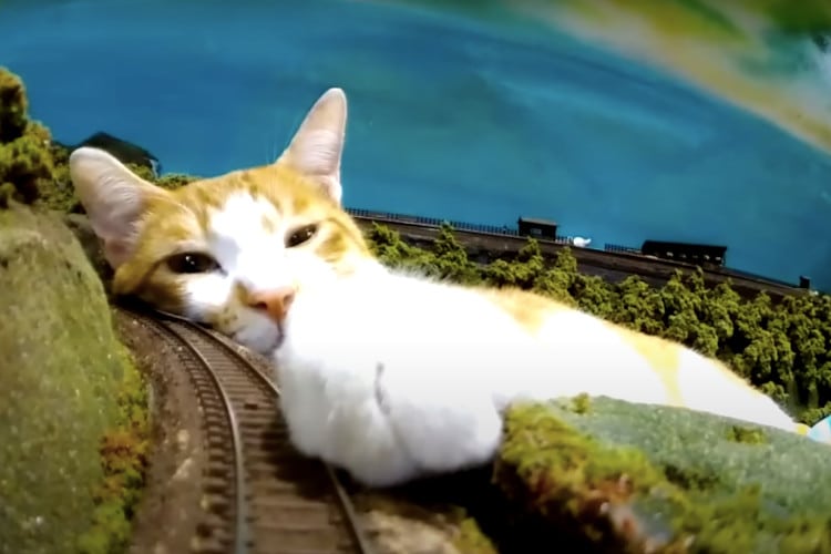 Seemingly giant cat resting on a miniature train track