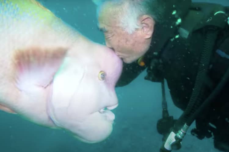 79-year-old Japanese man kisses a fishes with an odd appearance on the forehead