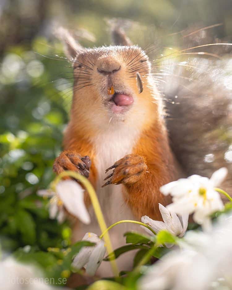 Squirrel Portrait by Johnny Kp