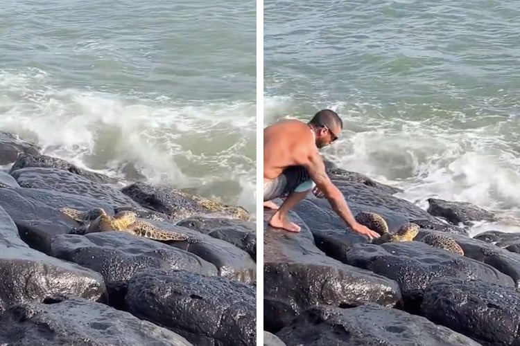 Screenshots of video showing a man rescuing a turtle that got stuck between rocks in Hawaii