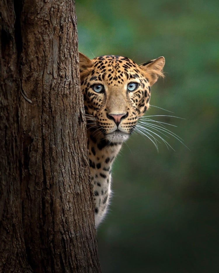 Shaaz Jung Photo of a Leopard Looking at the Camera