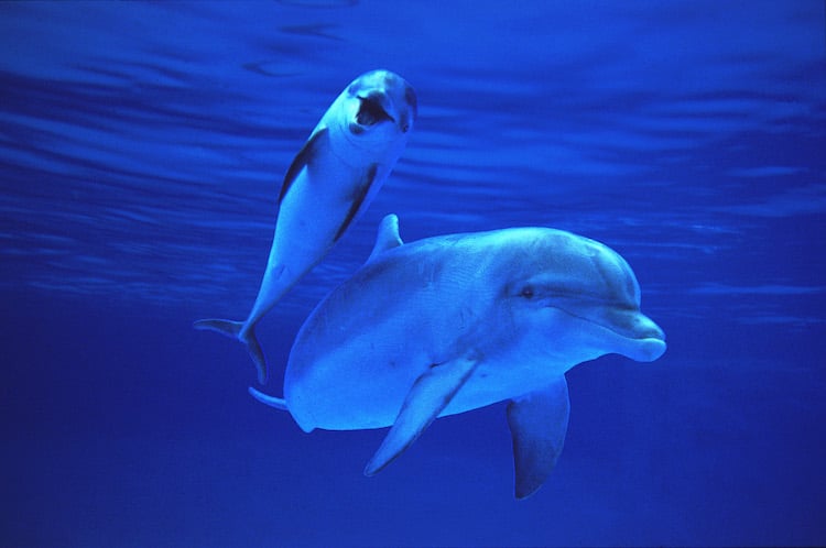 Study Finds That Dolphins Do Baby Talk