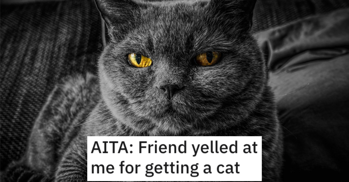 AITACatFriend Is She a Jerk for Getting a Cat? Heres What People Said.